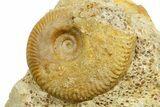 Jurassic Ammonite (Oecotraustes) and Clam Fossil - France #367811-1